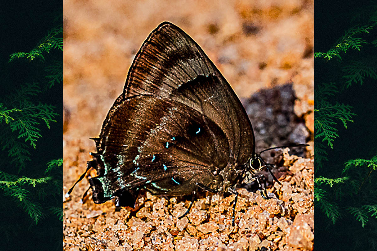 Ventral de Denivia lisus