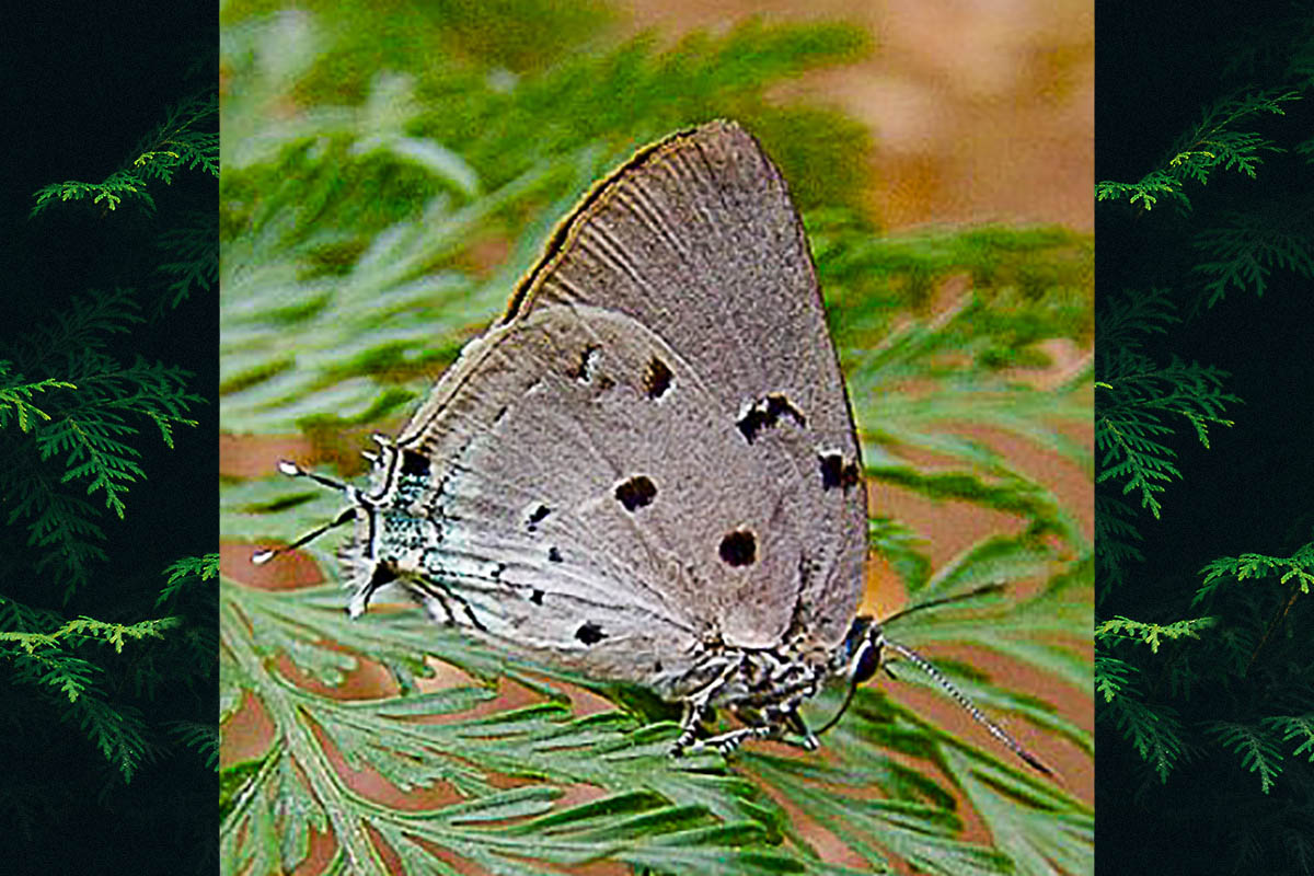 Ventral de Oenomaus ortygnus