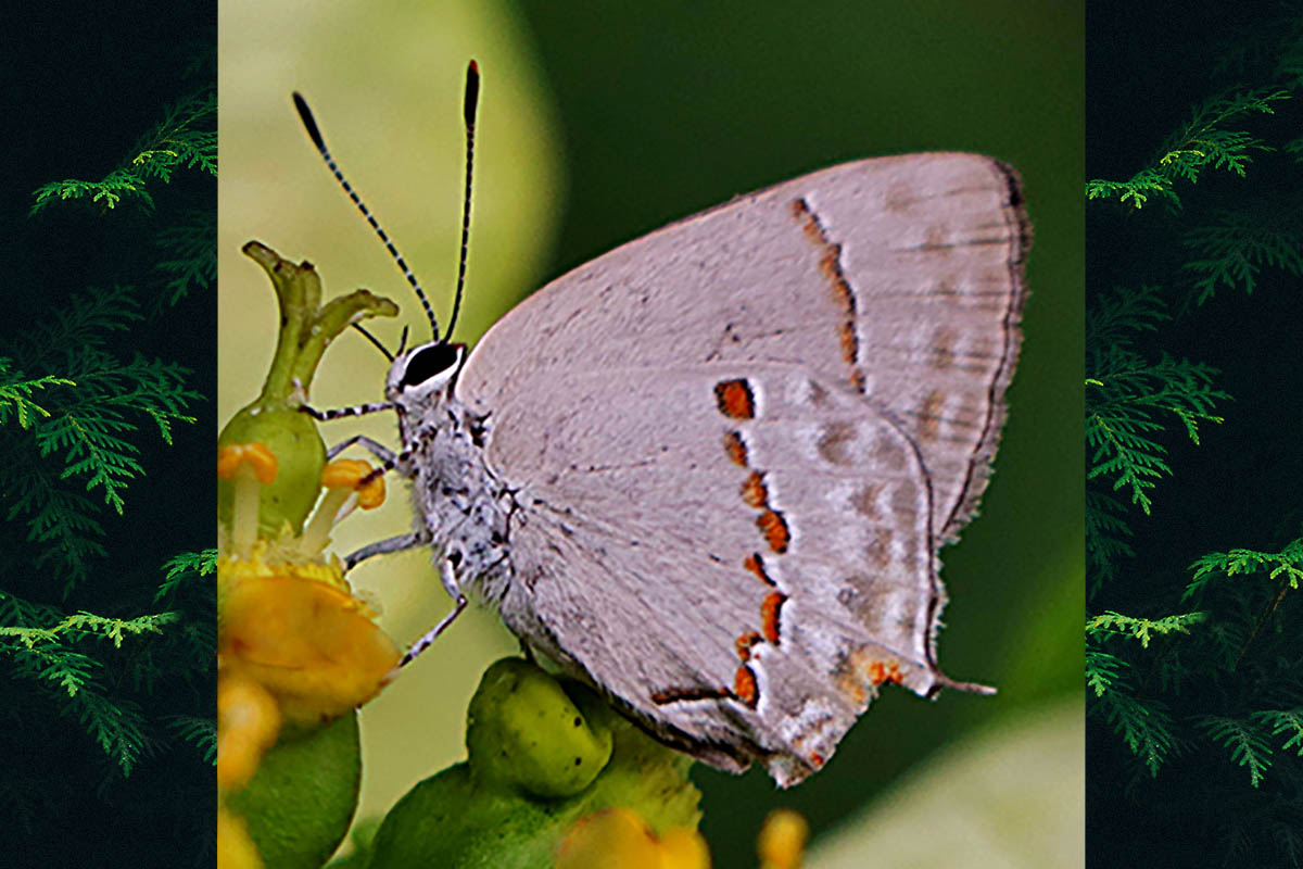 Ventral de Strymon azuba