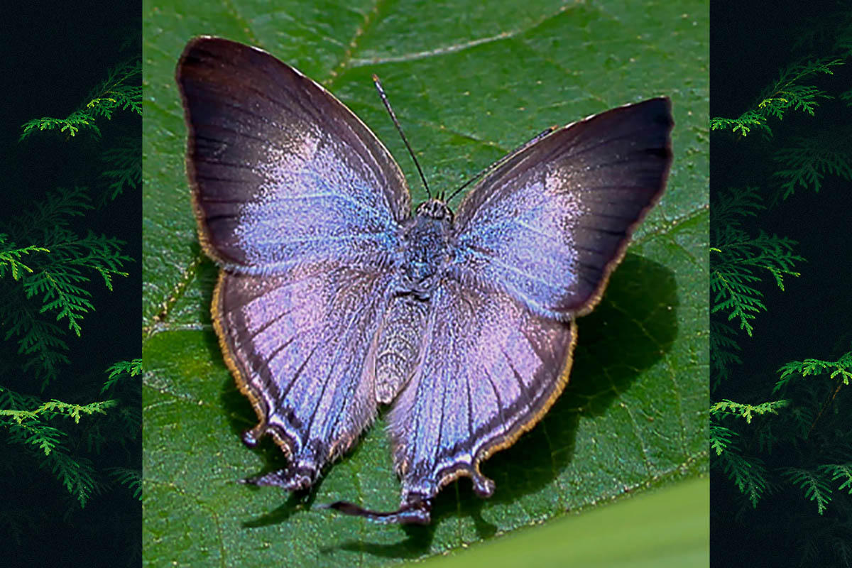 Dorsal de Arawacus meliboeus