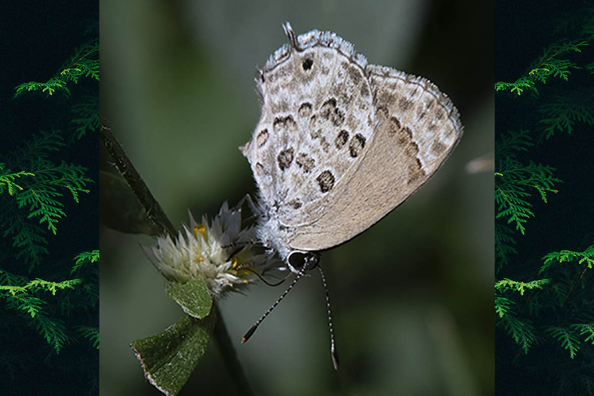 Ventral de Strymon astiocha