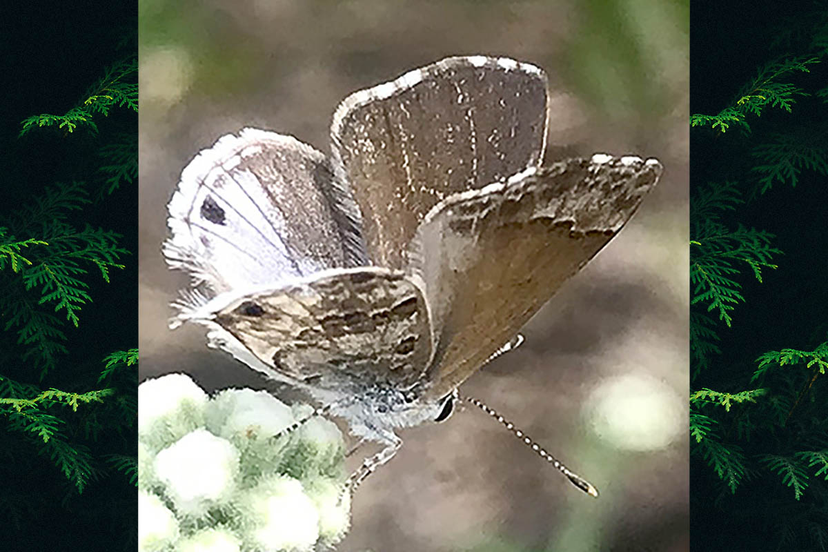 Dorsal de Strymon cestri
