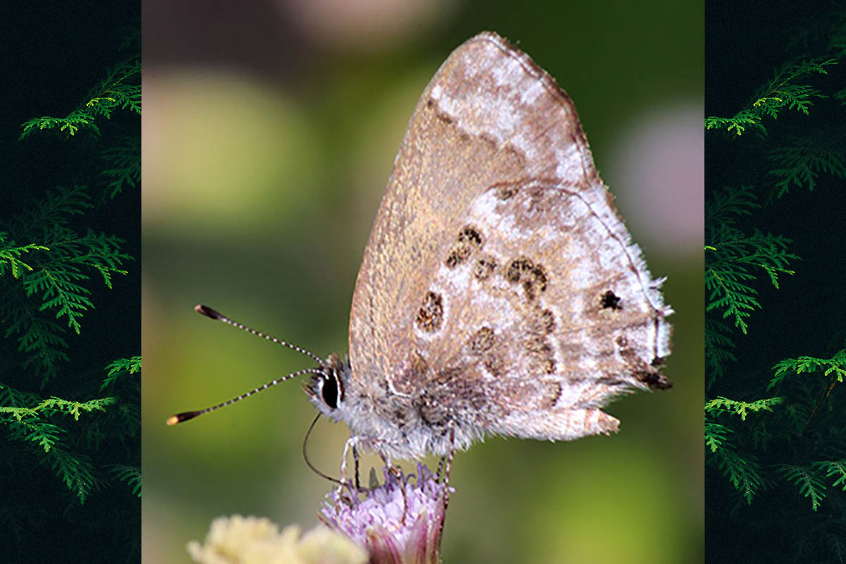 Ventral de Strymon cestri