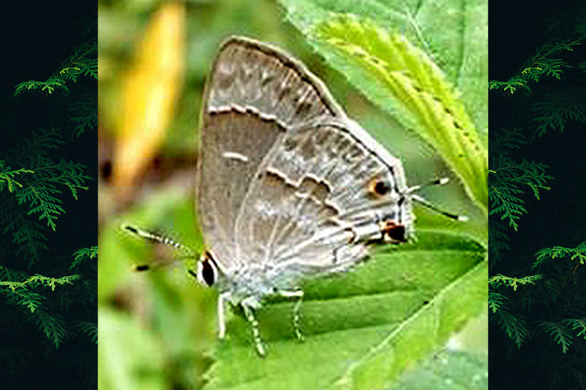 Ventral de Strymon yojoa