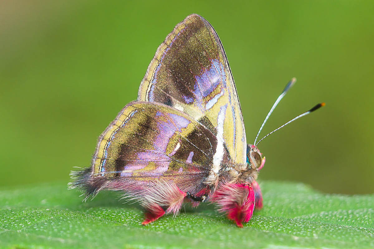 Ventral de Ourocnemis renaldus notius