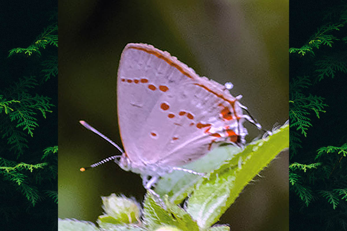 Ventral de Ministrymon fostera