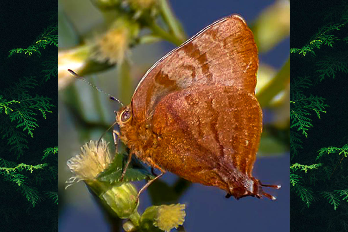 Ventral de Rekoa malina