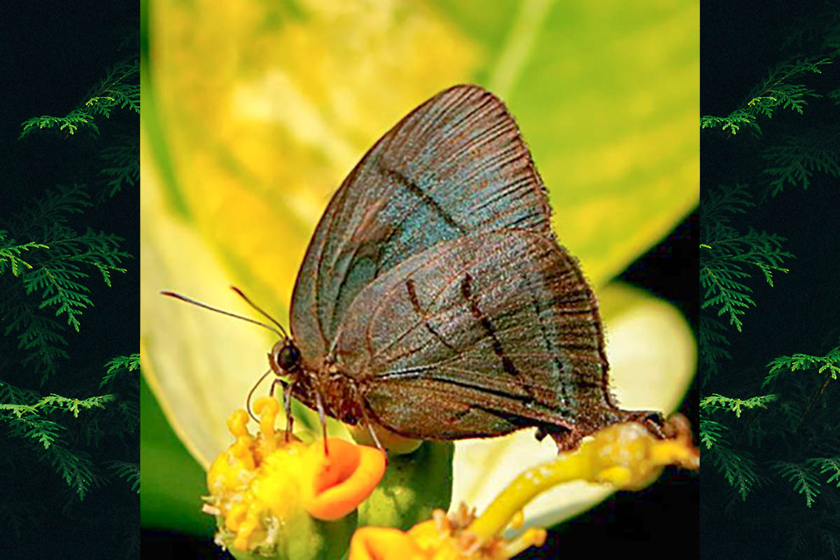 Ventral de Theritas triquetra