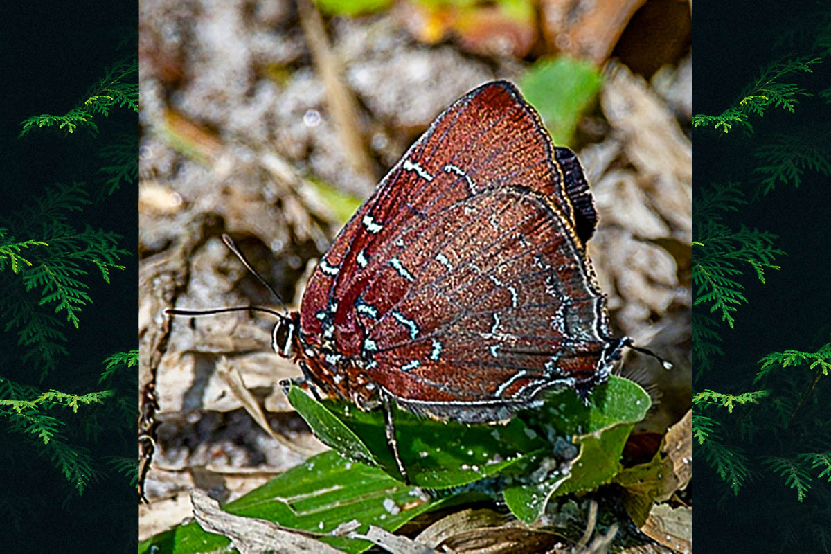 Ventral de Brangas silumena