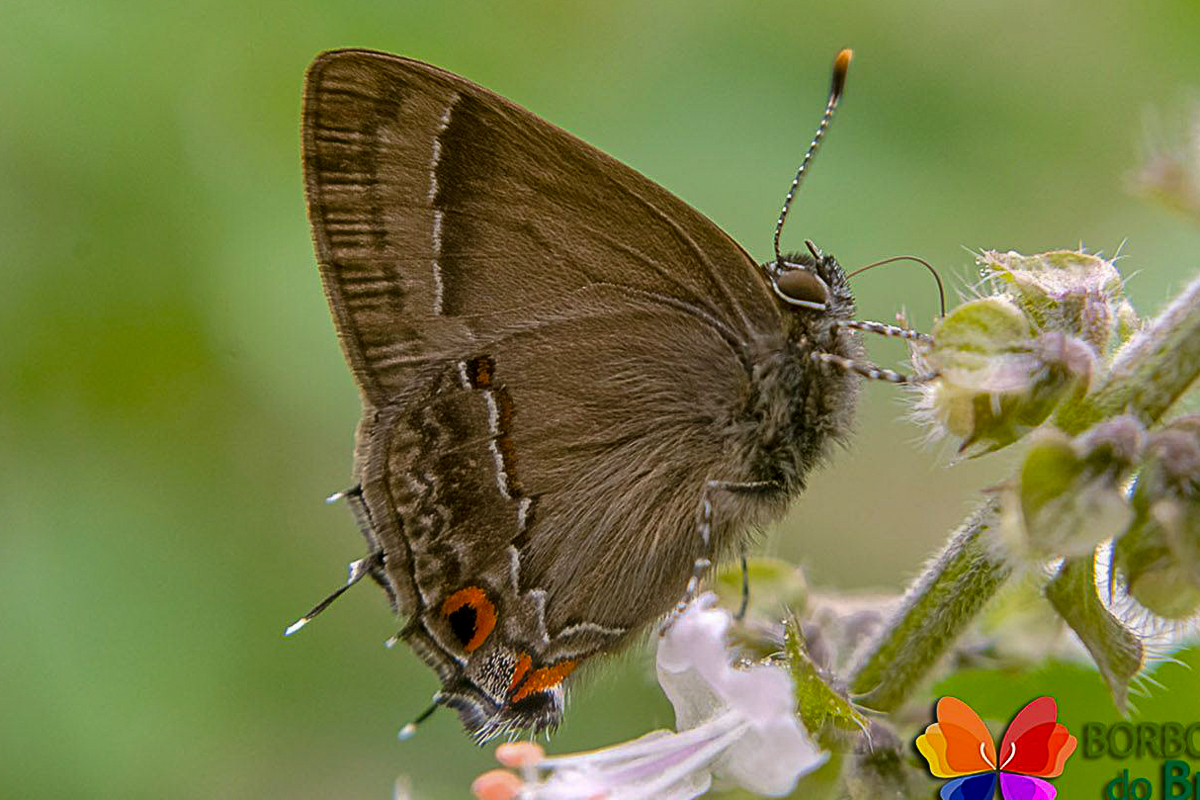 Ventral de Badecla badaca