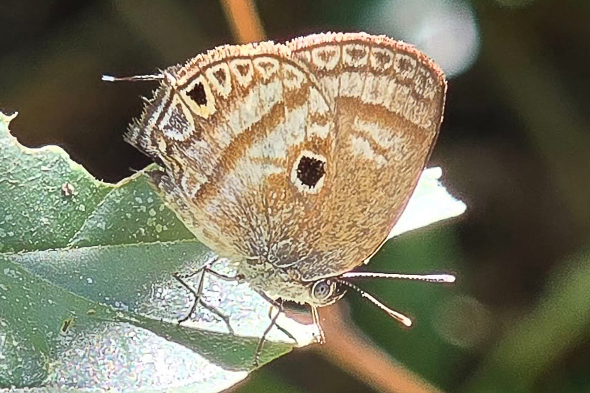Ventral de Arawacus dumenilii