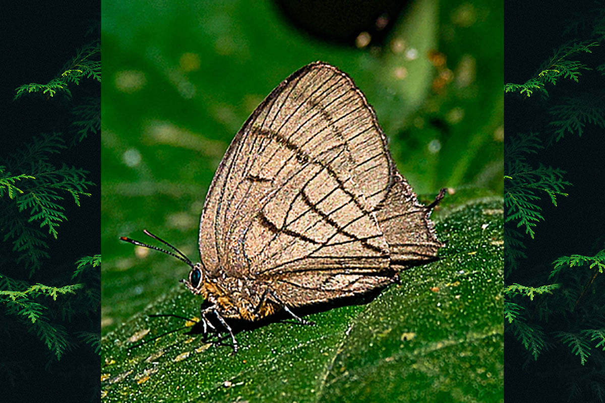 Ventral de Theritas drucei