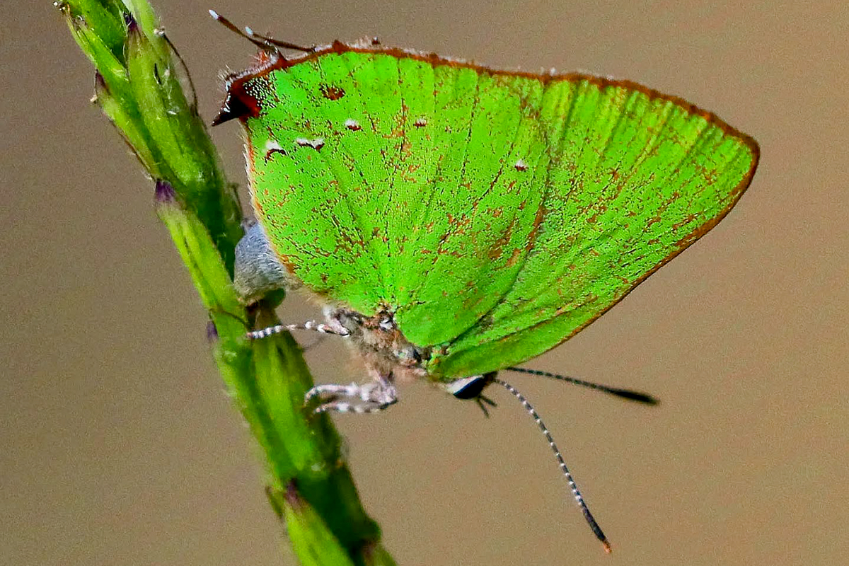 Ventral de Chalybs janias