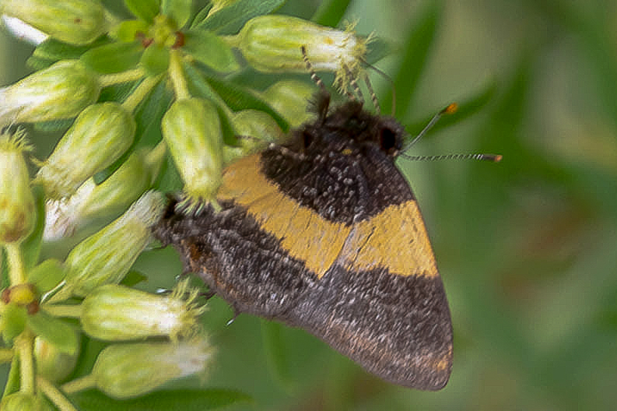Ventral de Arzecla straelena