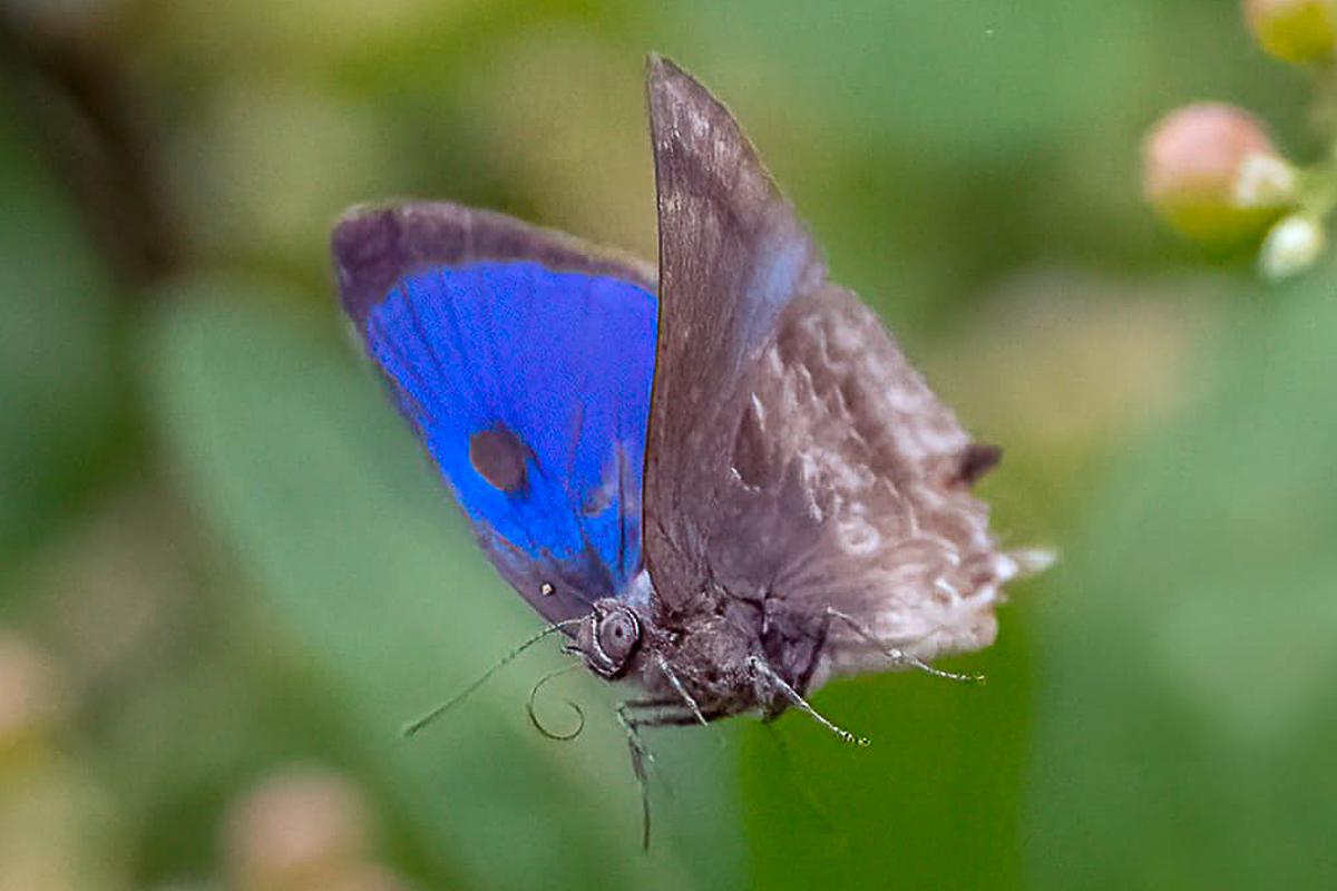 Dorsal de Michaelus thordesa