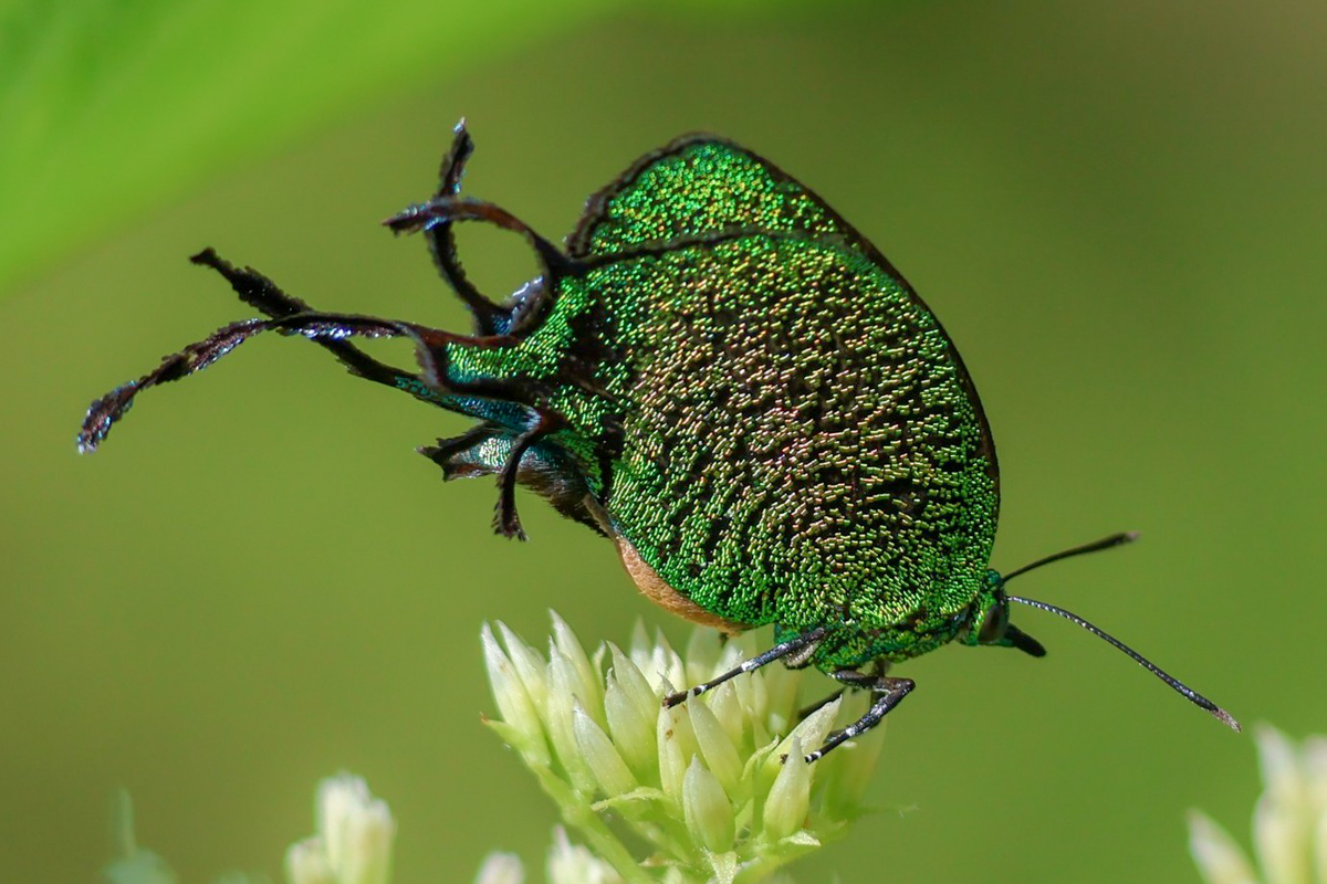 Ventral de Arcas imperialis