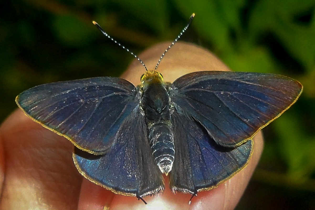 Dorsal de Erora lampetia