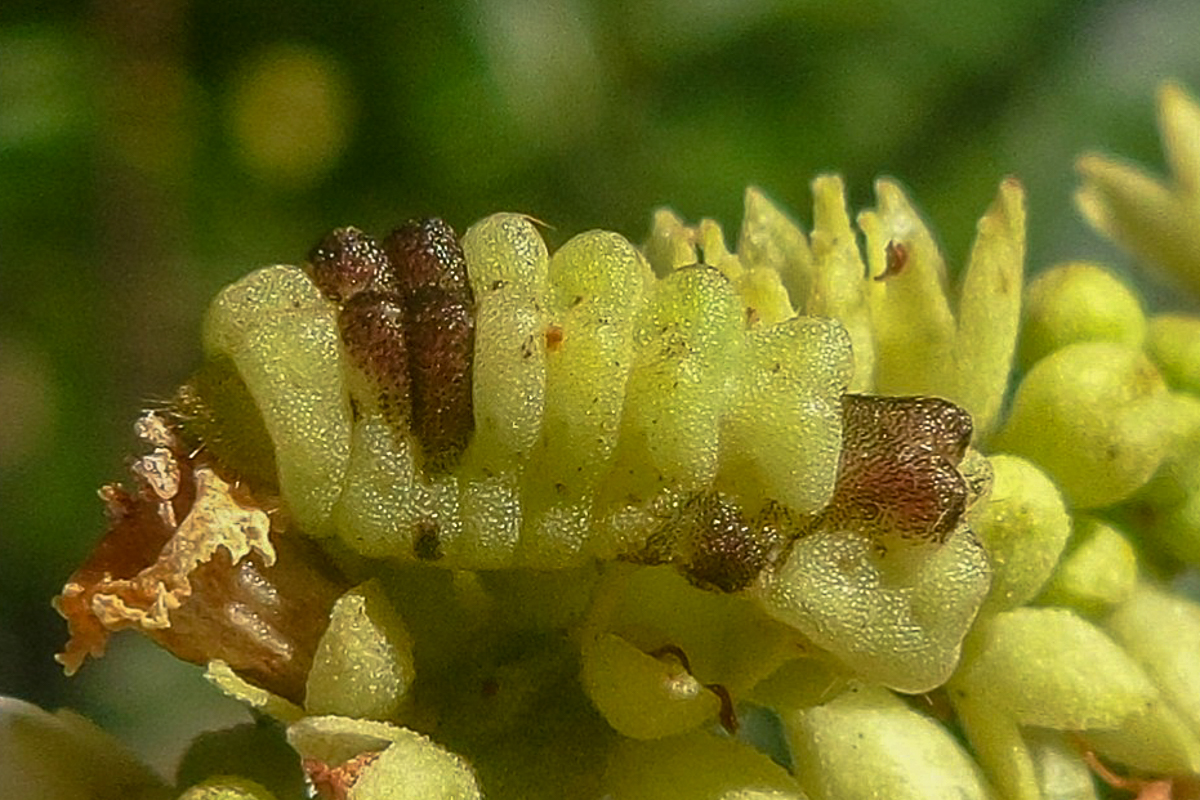 Estágio imaturo de Erora lampetia