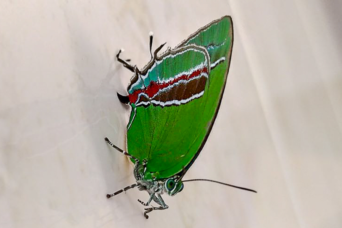 Ventral de Evenus batesii
