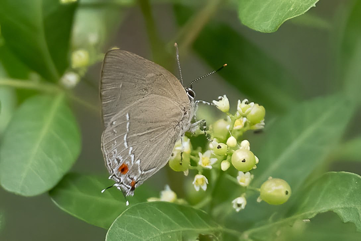 Ventral de Kolana chlamys