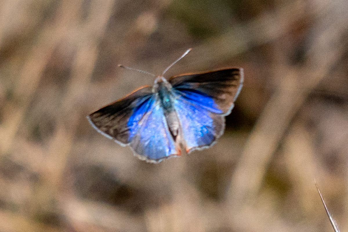 Dorsal de Nicolaea schausa