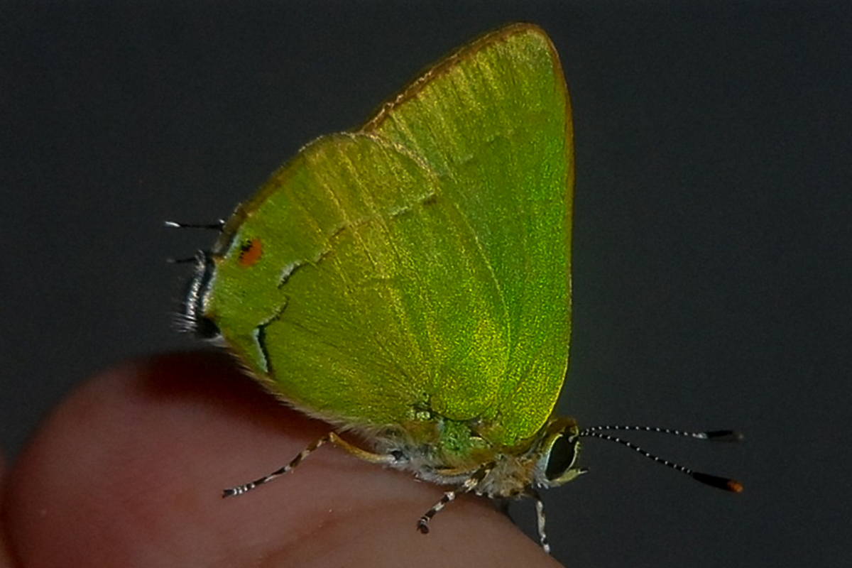 Ventral de Erora lampetia
