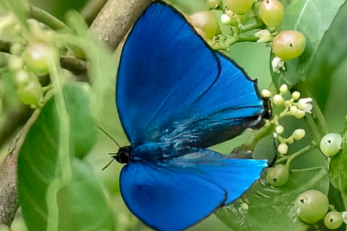 Dorsal de Denivia hemon