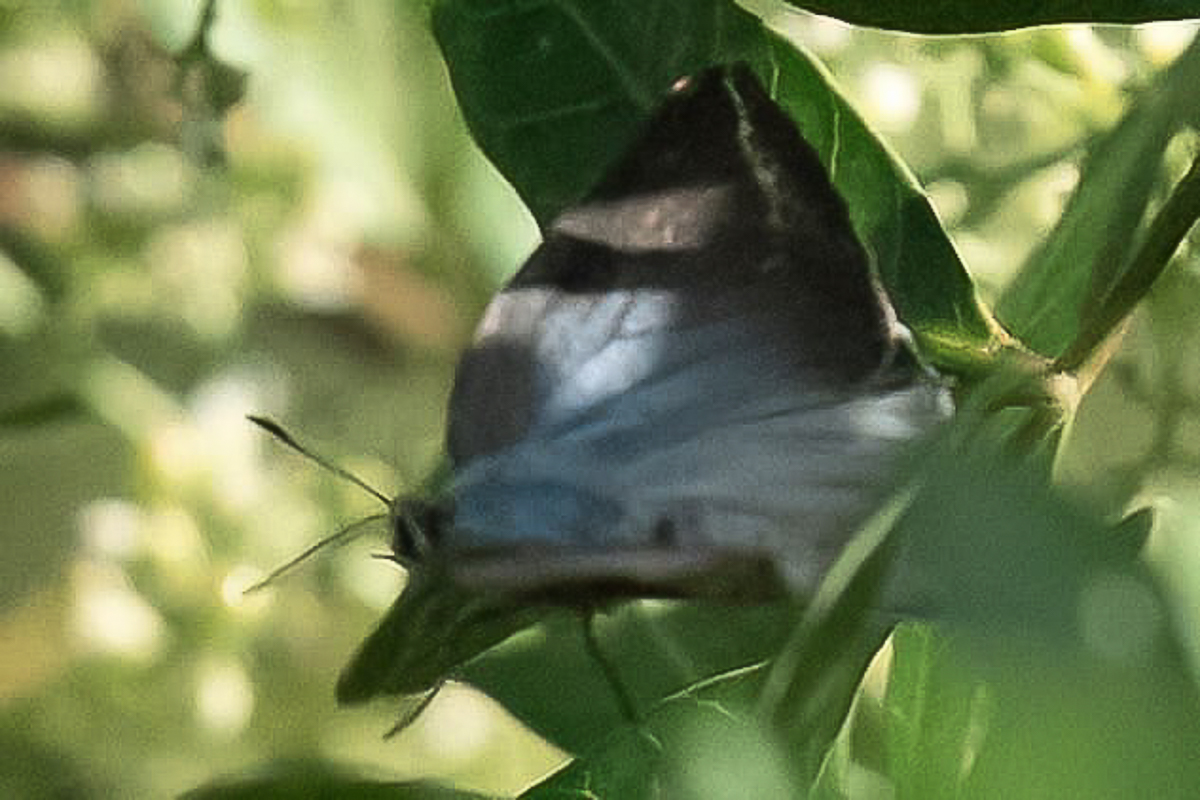 Dorsal de Michaelus jebus