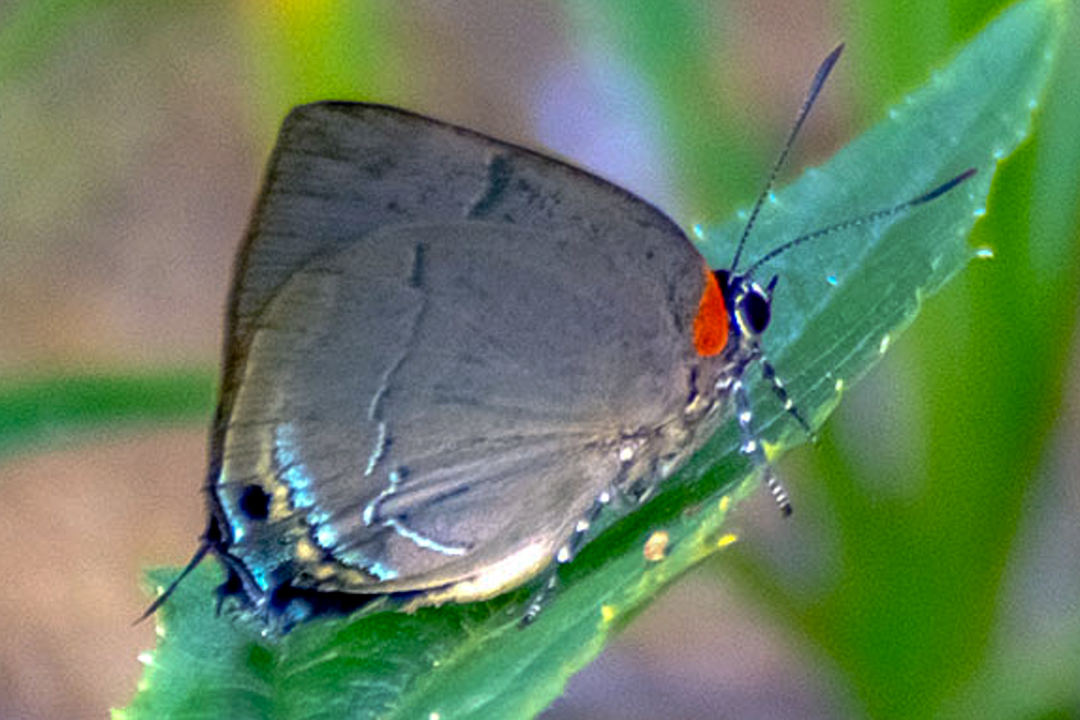Ventral de Panthiades bitias