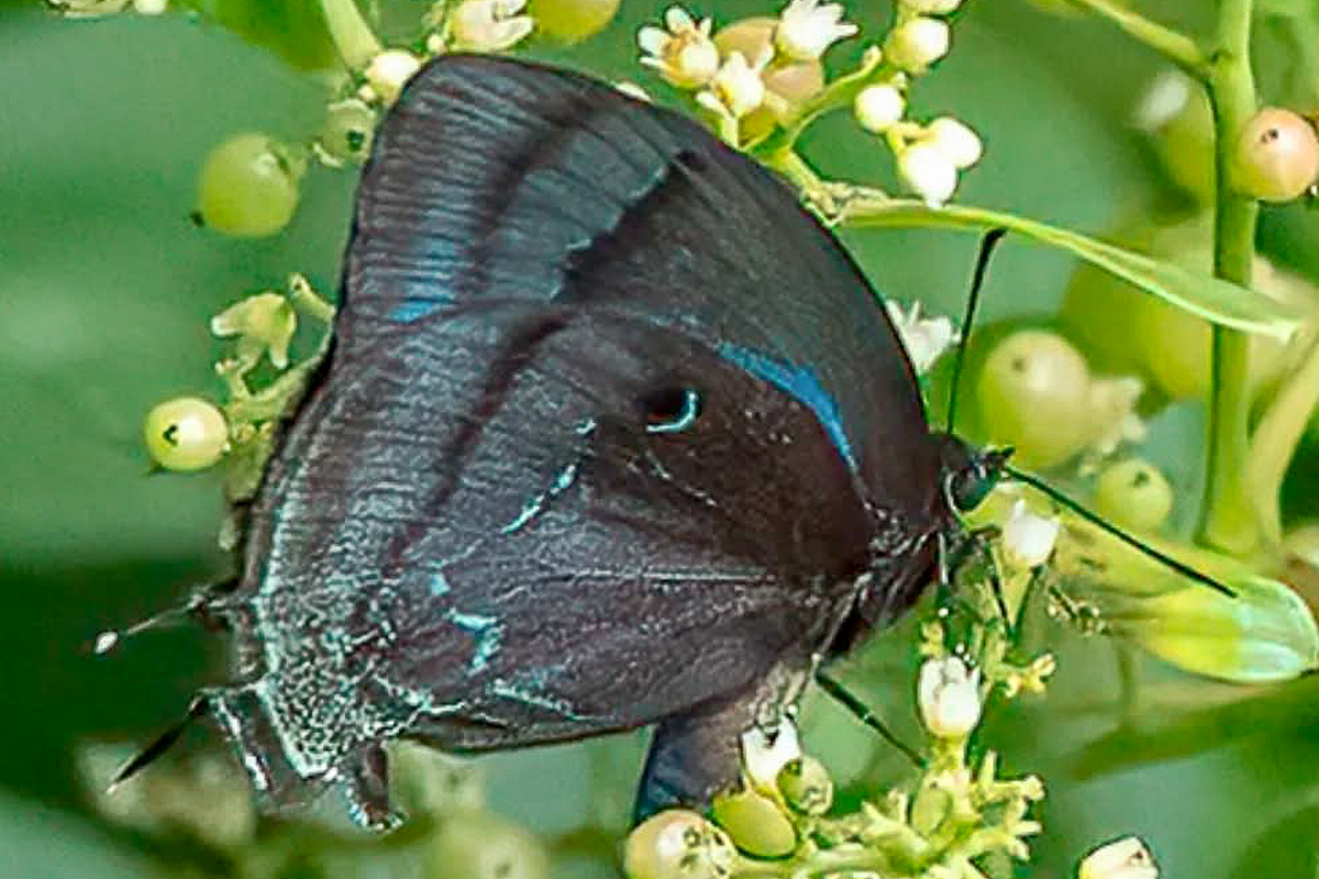 Ventral de Denivia hemon