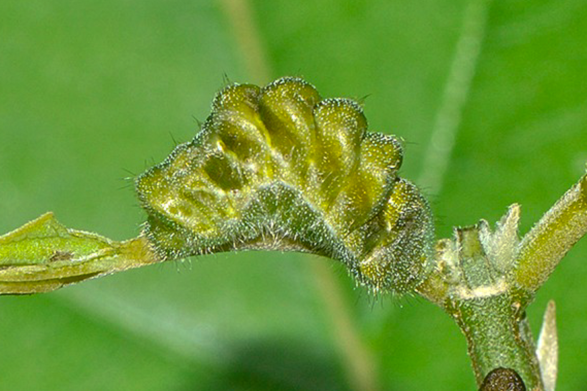 Estágio imaturo de Cyanophrys amyntor