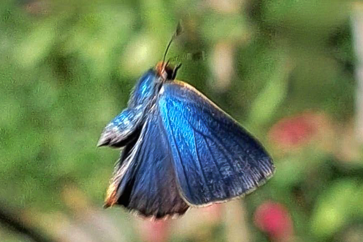 Dorsal de Cyanophrys remus