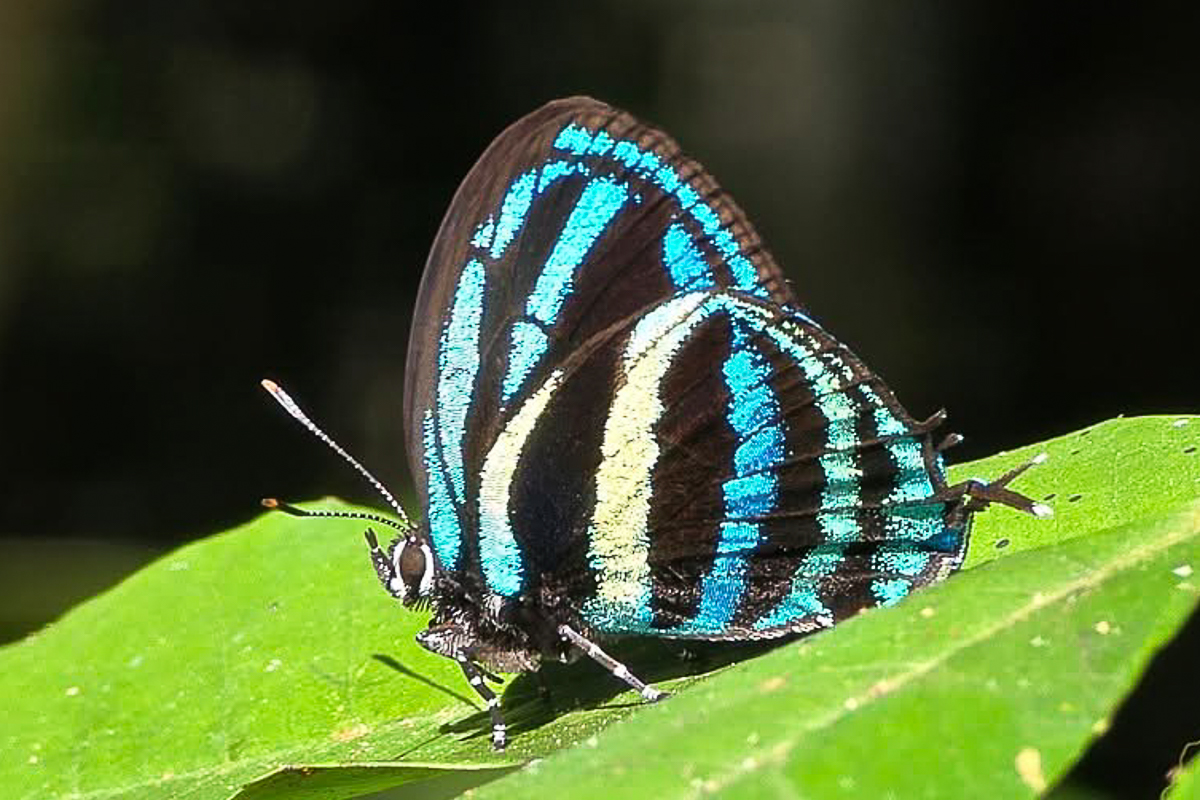 Ventral de Thestius selina