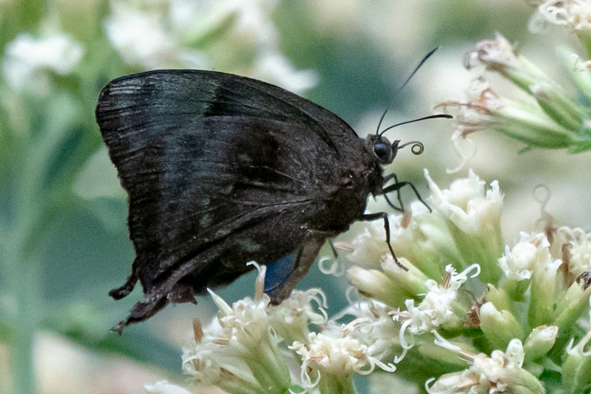 Ventral de Denivia chaluma