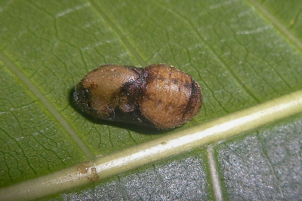 Estágio imaturo de Erora lampetia