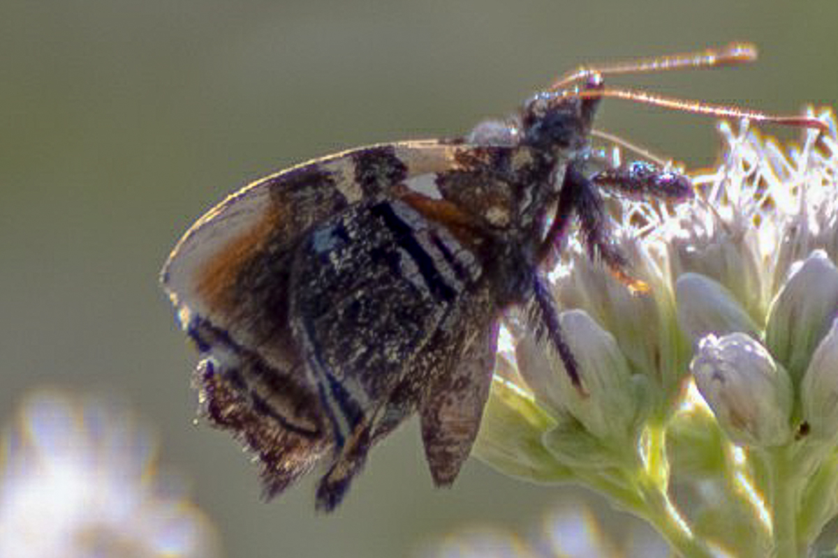 Ventral de Ourocnemis axiochus