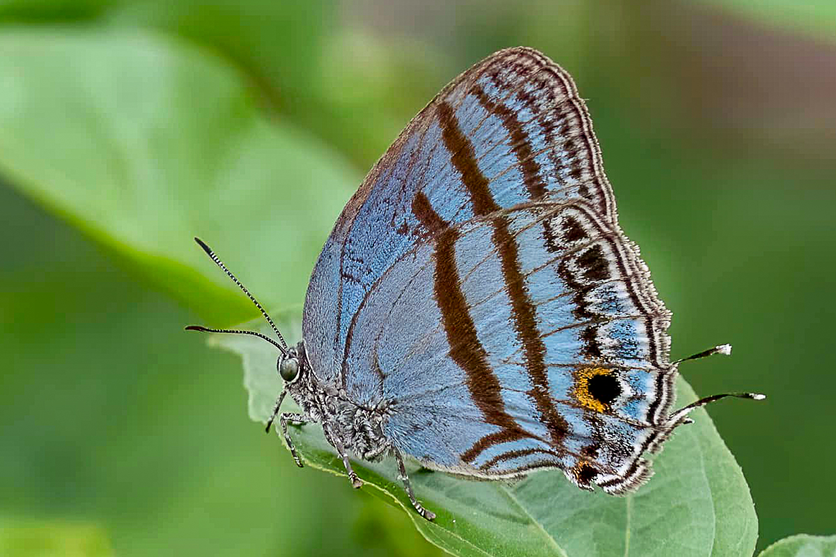 Ventral de Evenus satyroides