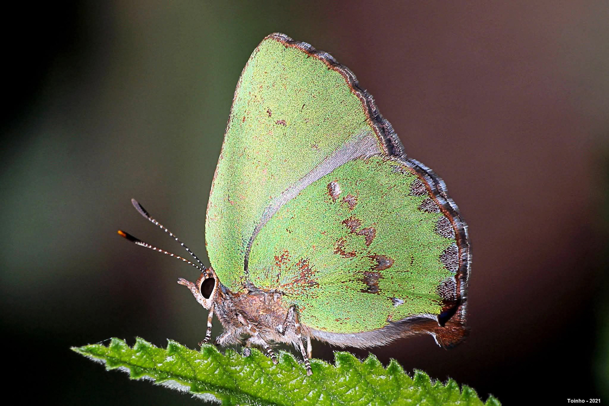 Ventral de Cyanophrys remus