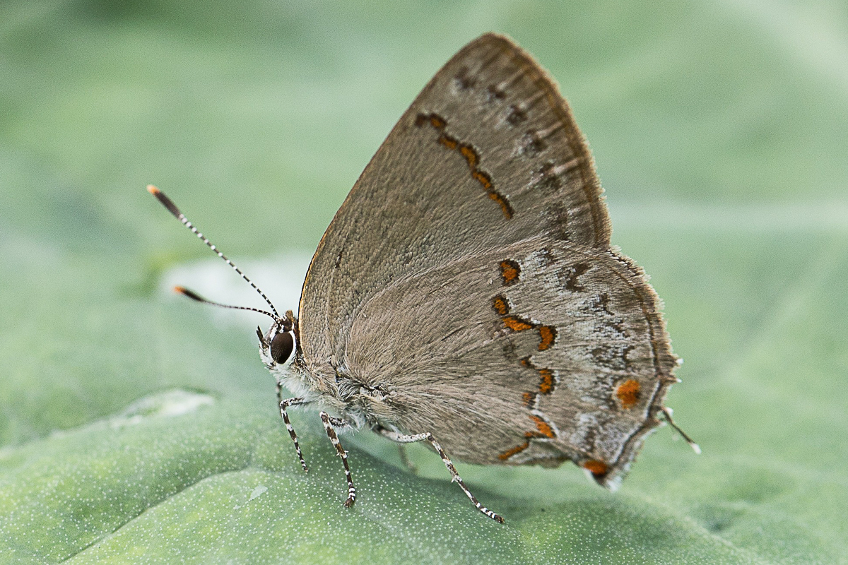 Ventral de Nicolaea xorema