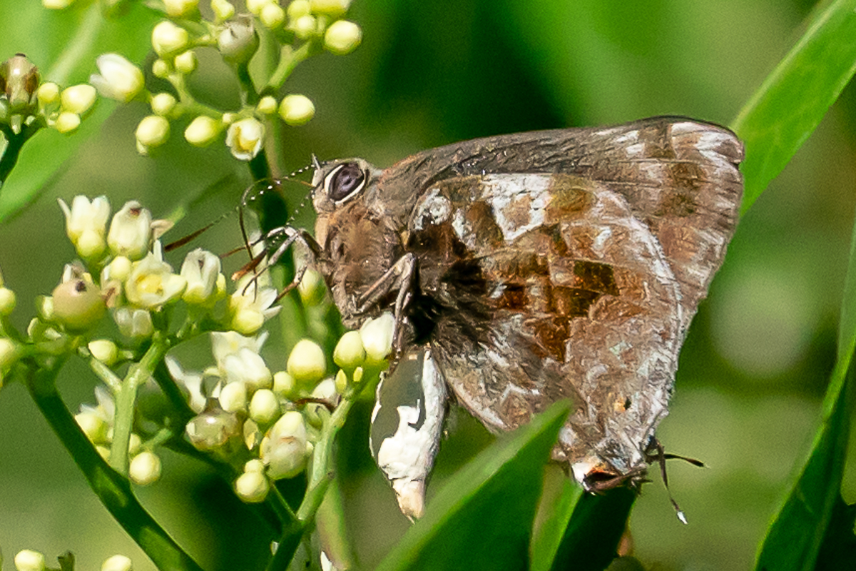 Ventral de Michaelus jebus