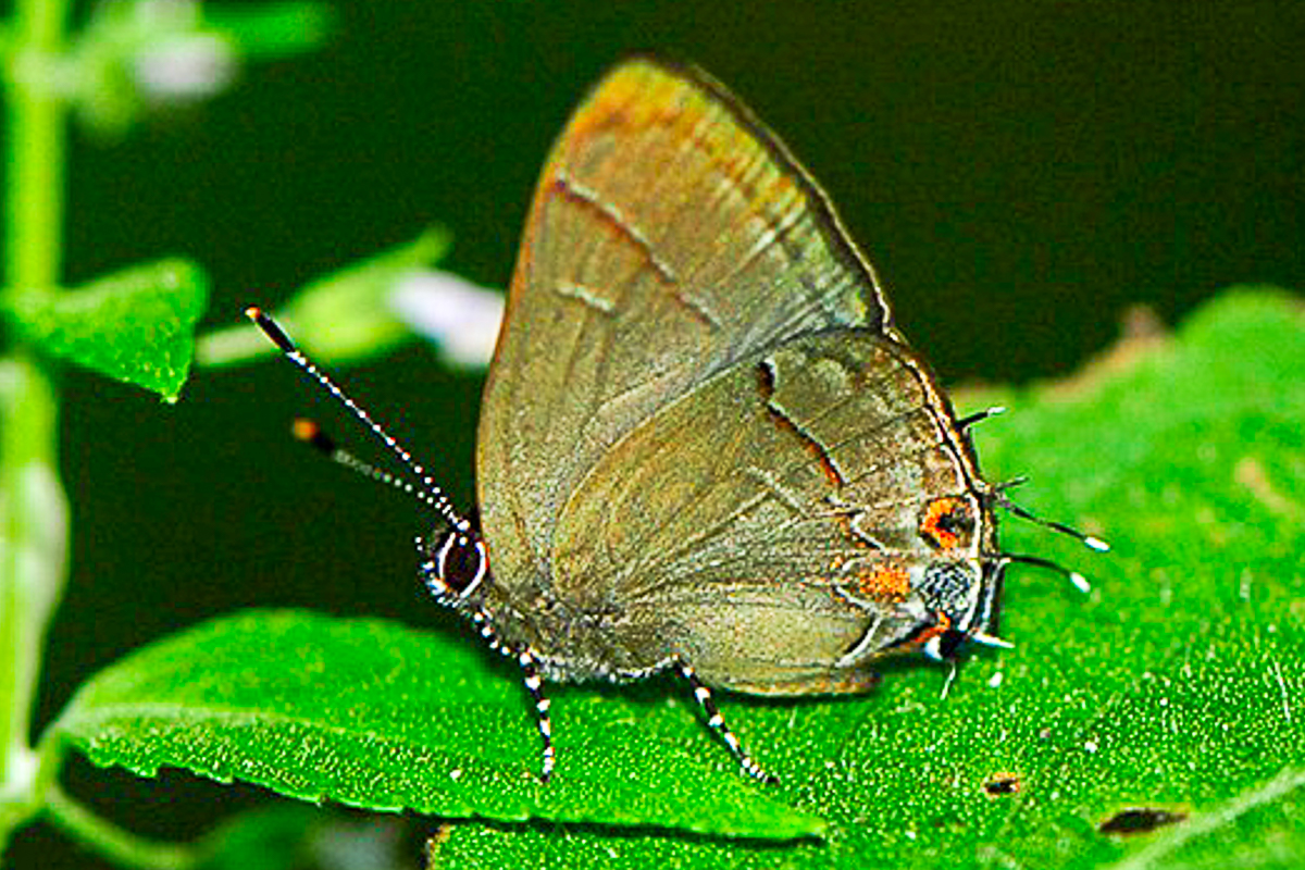 Ventral de Calycopis talama