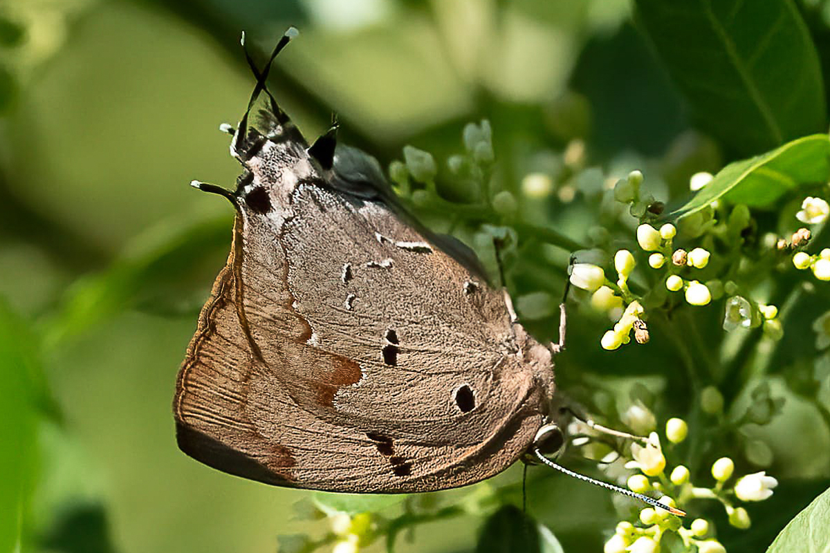 Ventral de Atlides rustan