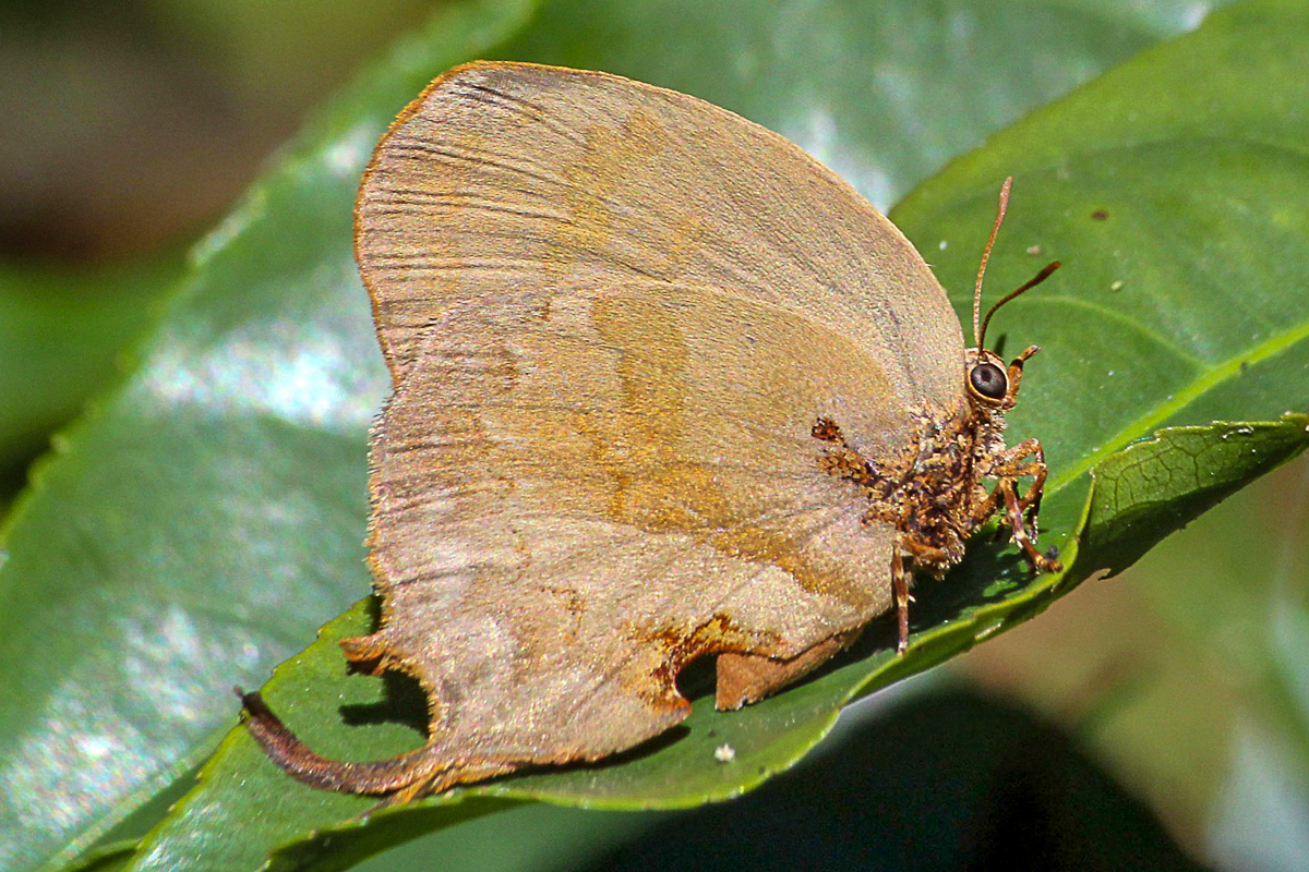 Ventral de Evenus latreillii
