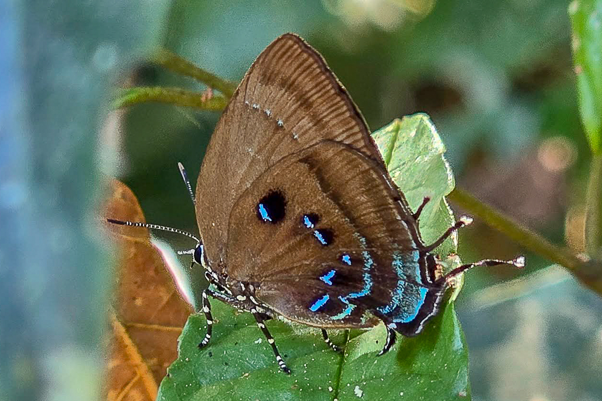 Ventral de Denivia viresco