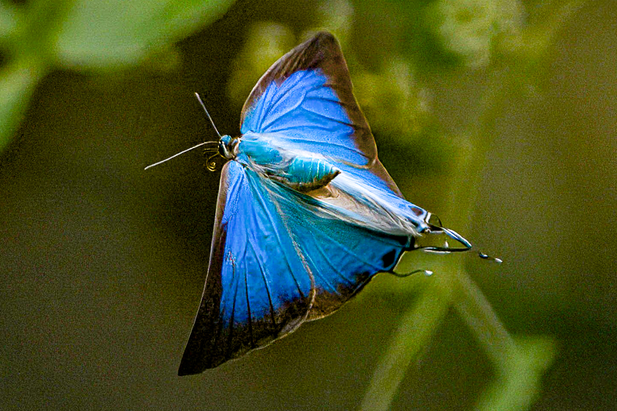Dorsal de Pseudolycaena marsyas
