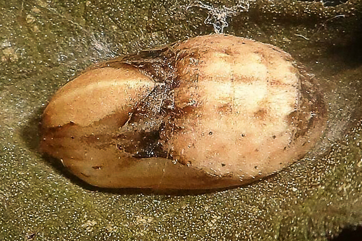 Estágio imaturo de Rekoa palegon