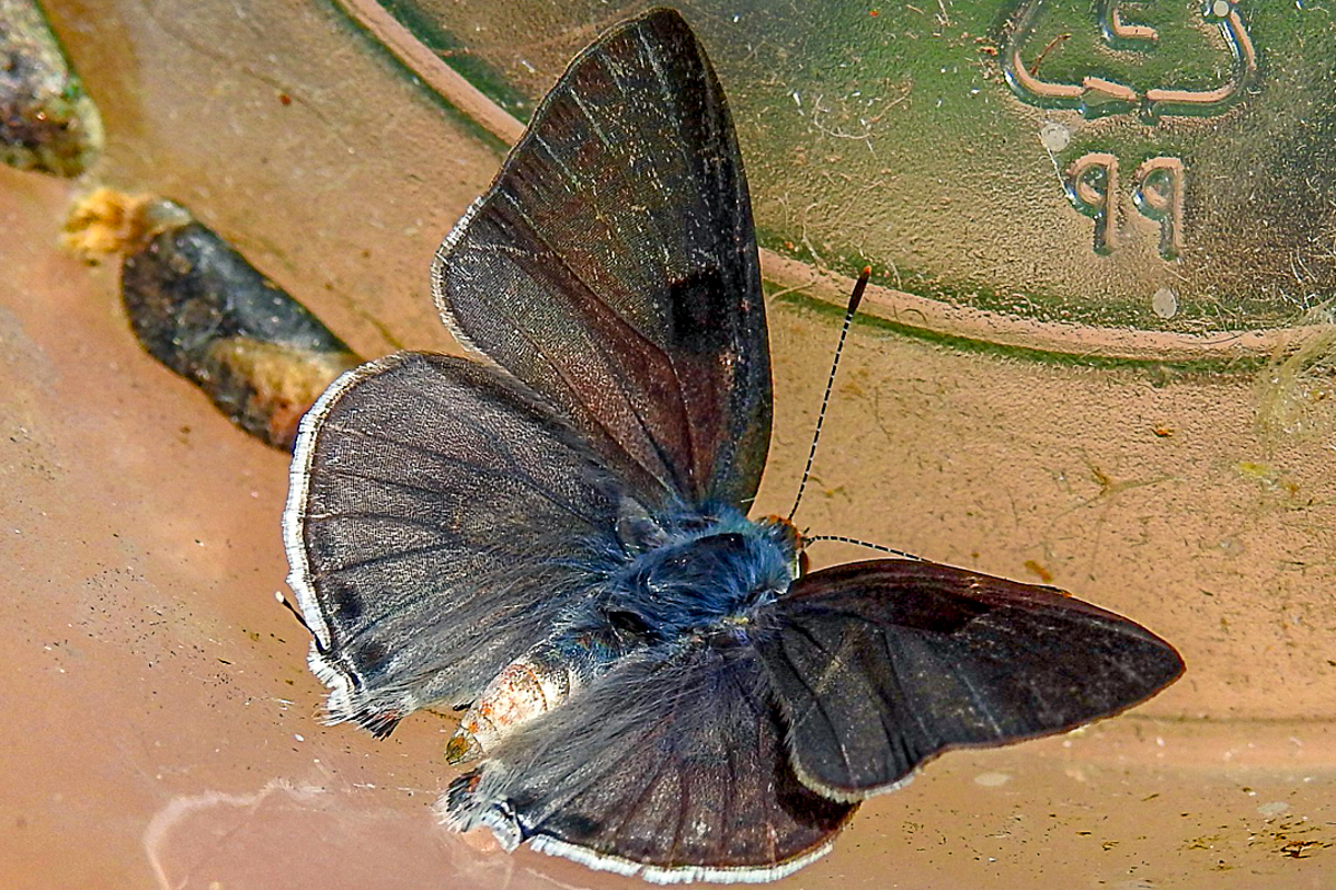 Dorsal de Strymon mulucha