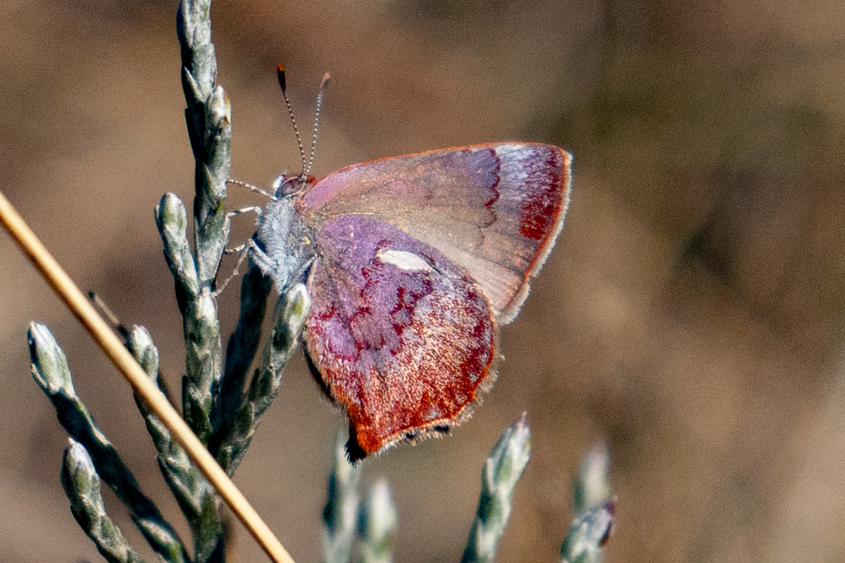Ventral de Nicolaea schausa