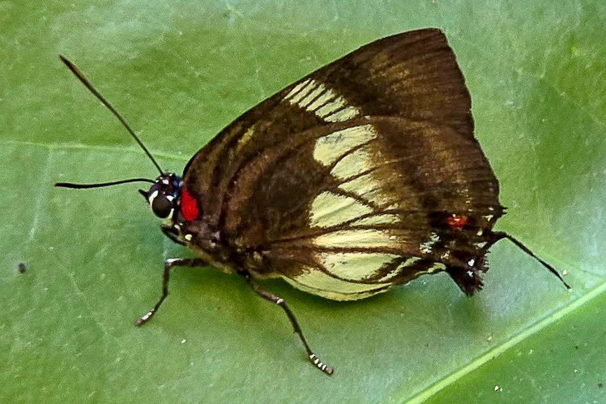 Ventral de Panthiades aeolus