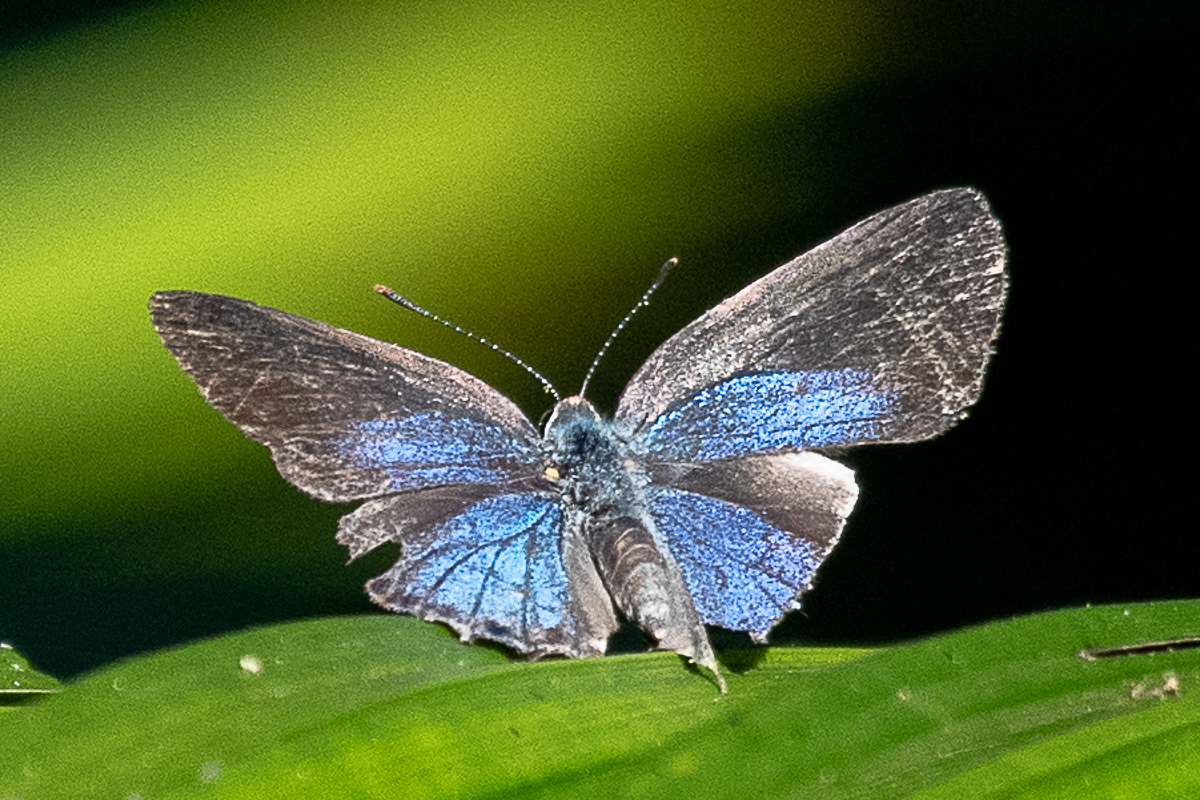 Dorsal de Strymon oreala